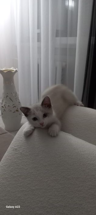 Отдам котенка в добрые руки