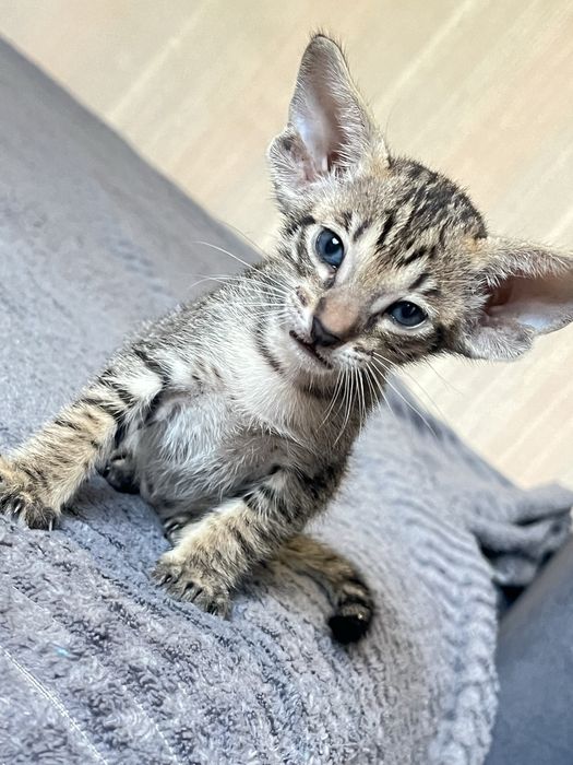 Ориентальные котята