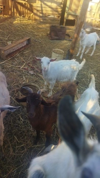 Ешкилер сатылады