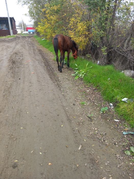 Vând sau schimb pe oii