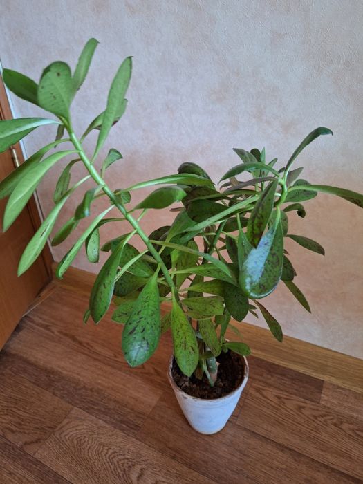 Синадениум.  синадениум