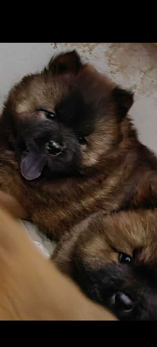 Чау-Чау малки кученца