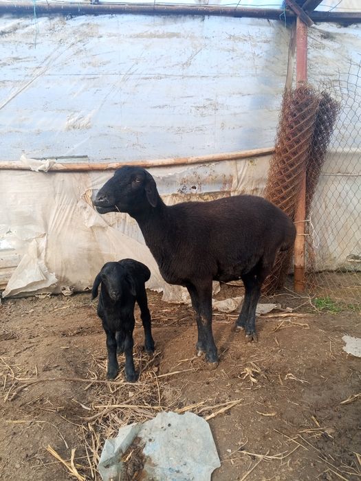 Ona bola qo'ylar sotiladi Peshko' tuman