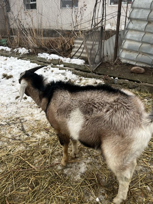 Козел англо нубийский,  чистый