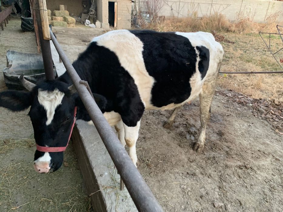 Сигир сотилади тел килинглар