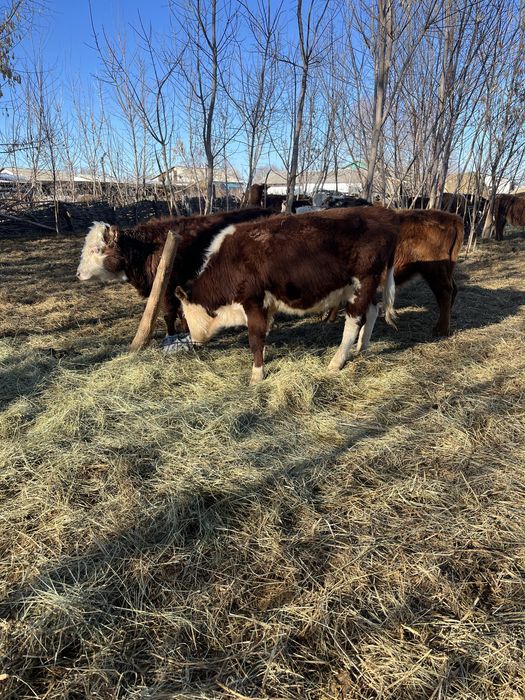 Еркек подсостар сатылады