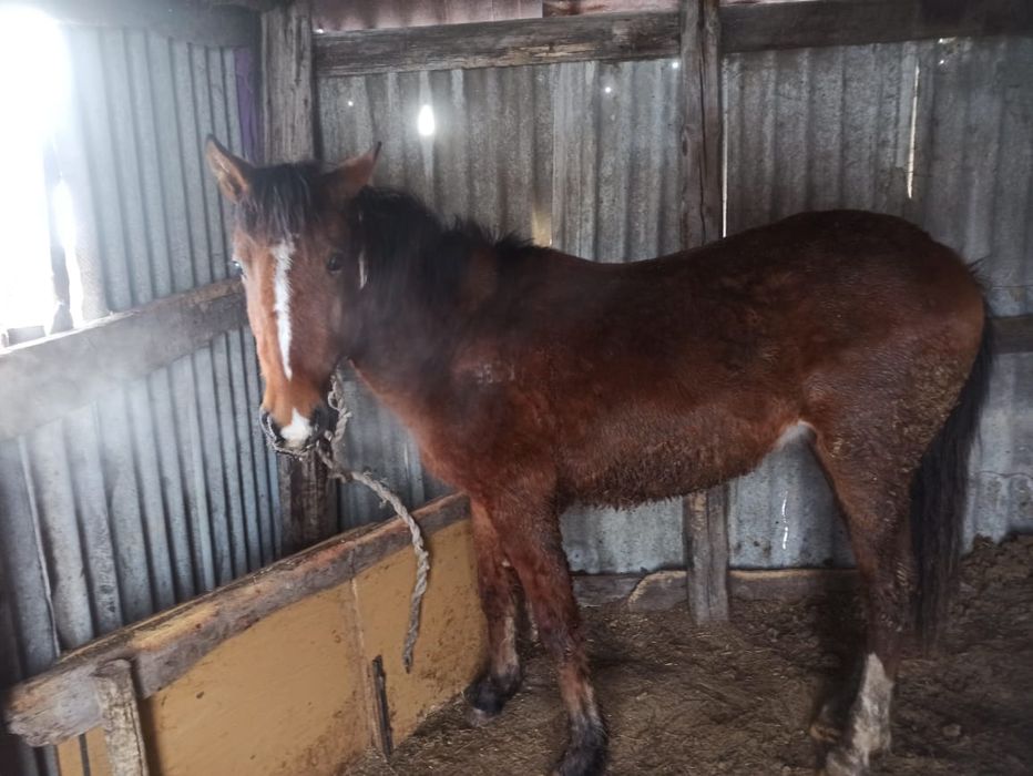 Тай согым сатылады 1-8мес