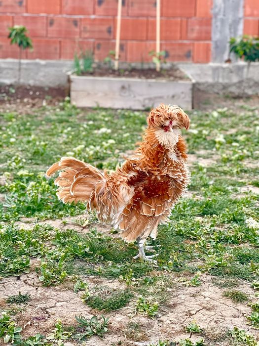 Oua găini paduana frezată