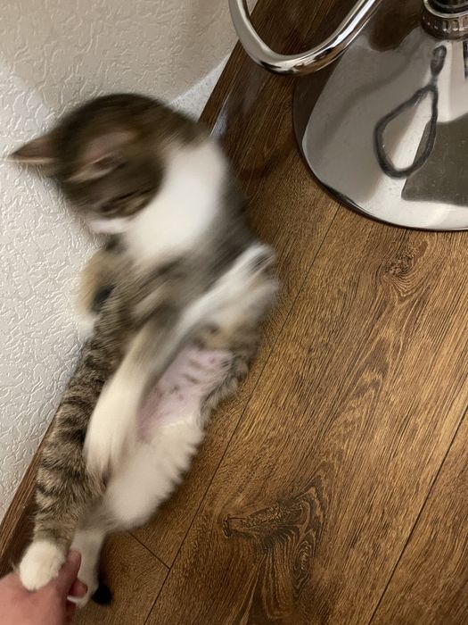 Кошка в очень хорошие руки