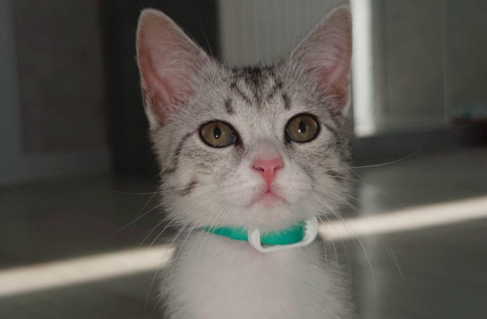 Красивая кошечка