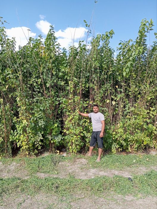 Tut koʻchatlar sotiladi dastavka bor