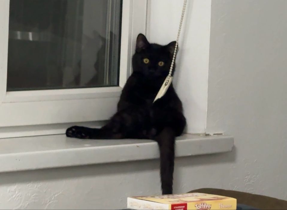 Котик 6мес бесплатно в добрые руки