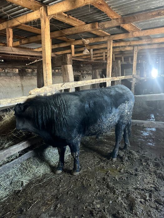 Продаем ангуст от корм стойт