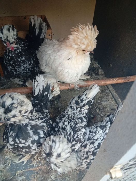 Srochna sotiladi yaponxuroz va tavuglar