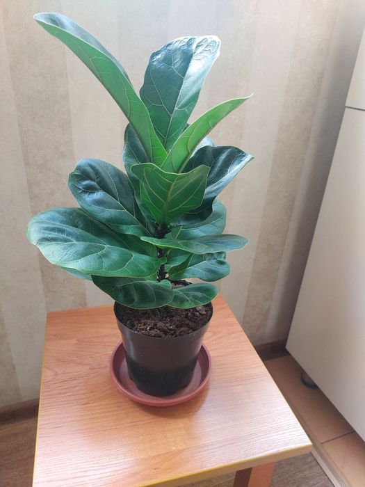 Комнатные  цветы