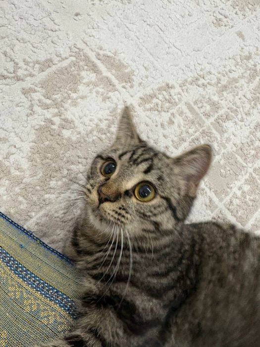 Отдам кошку добрые руки