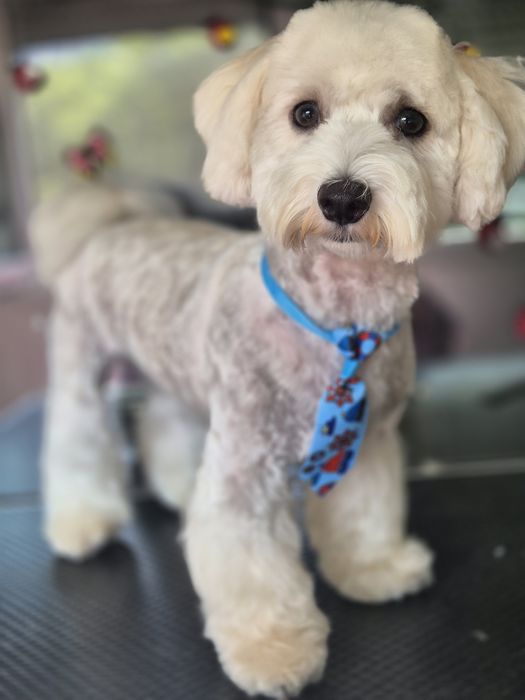 Frizerie canina Constanta