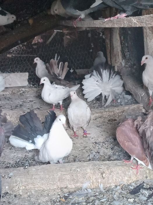 Porumbei Înfoiați de vinzare