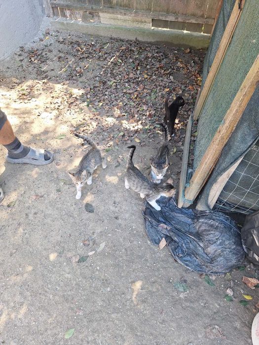 Donez pui de pisica,Sat Racovat, Comuna Pomarla,jud. Botosani
