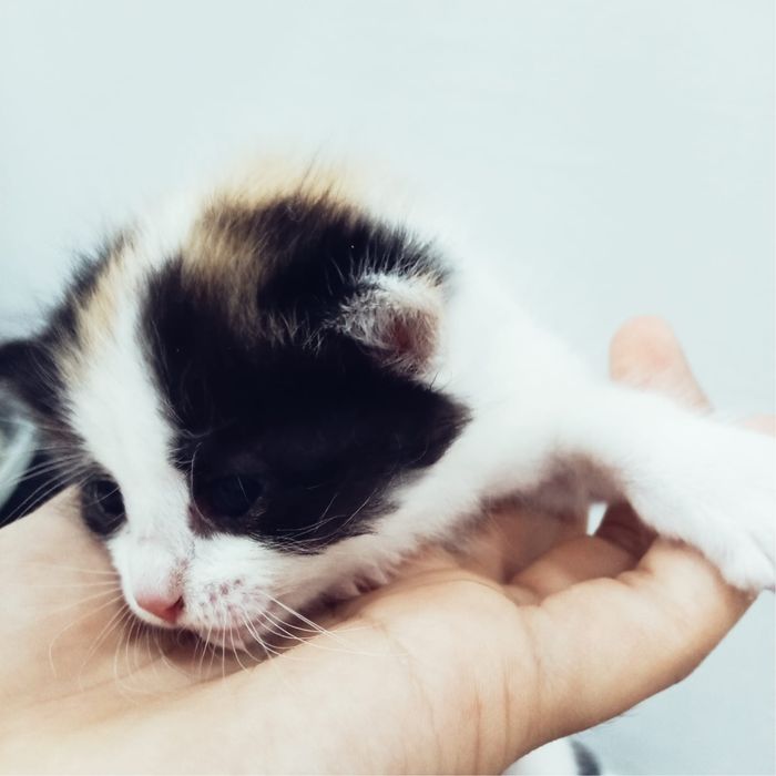 Отдам котенка в добрые руки