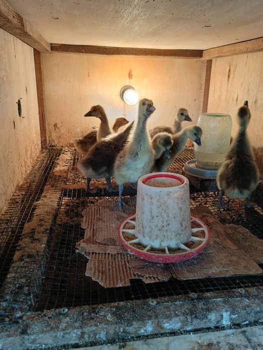 Продам    гусать