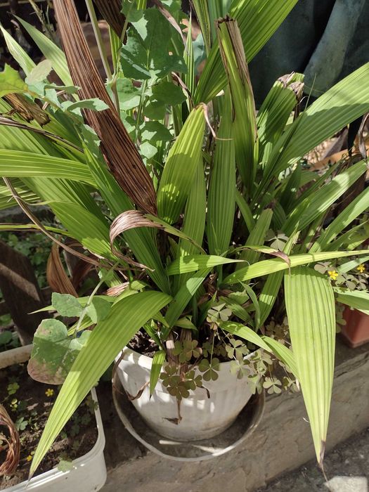 Промоция. : Молинерия ,  Палмова трева