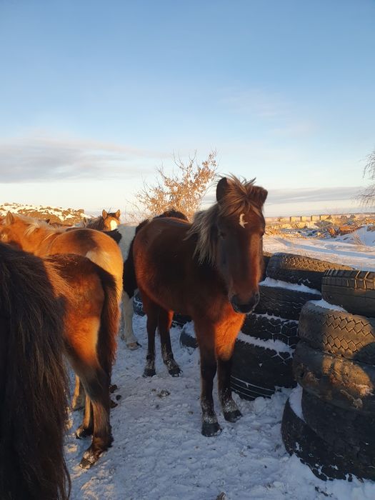 Продам байтал  возраст3.5 Ұрғашы