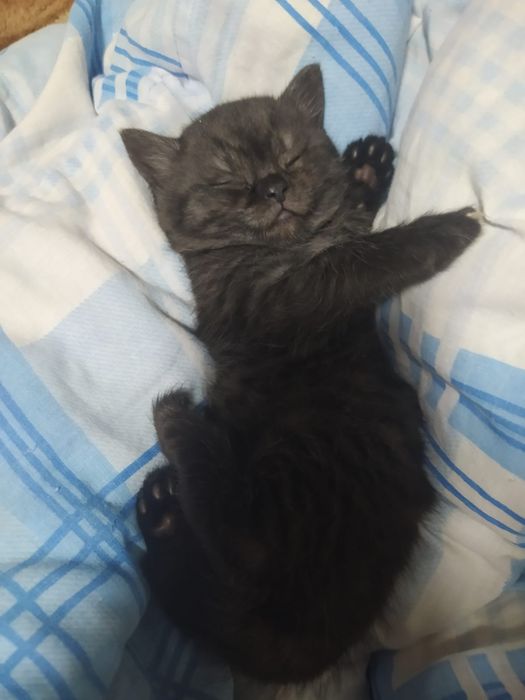 Продам котят британцы