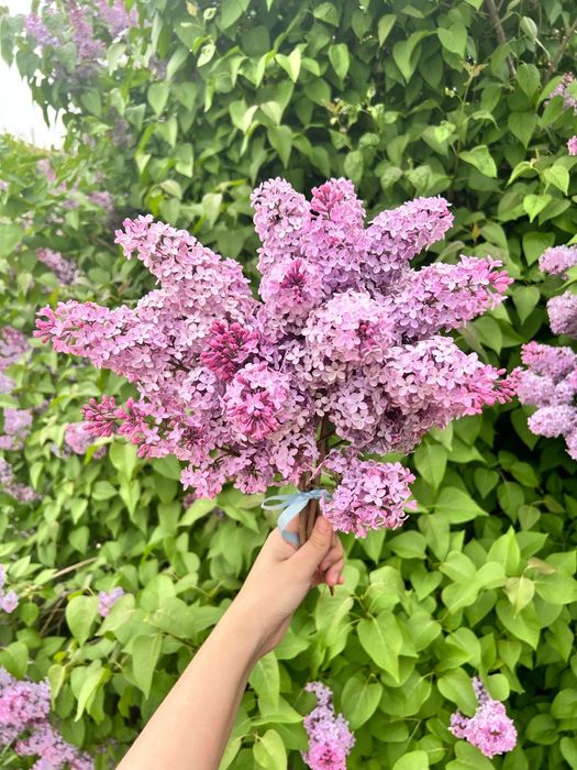 Сирень любое количество