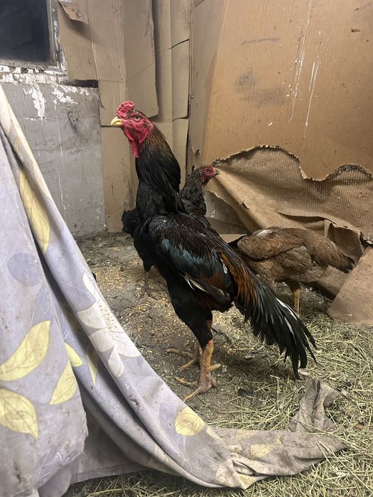 Инкубационный яйцо