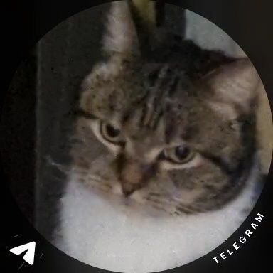 Отдам кота в хорошие руки