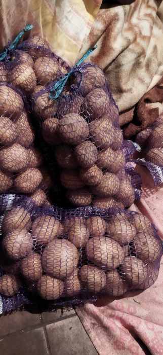 Продам картофель