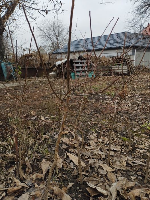 Саженцы абрикоса и туи