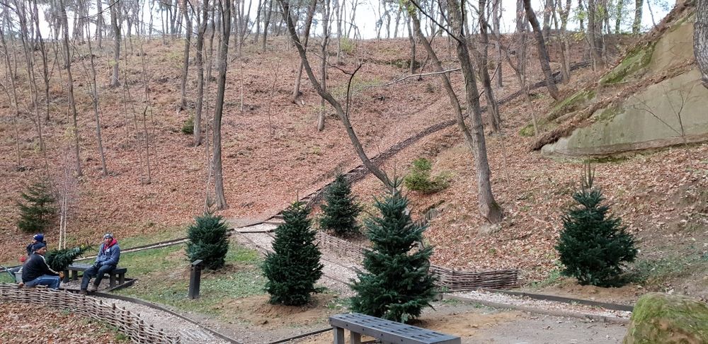 Vindem tuia smaragd de mai multe dimensiuni