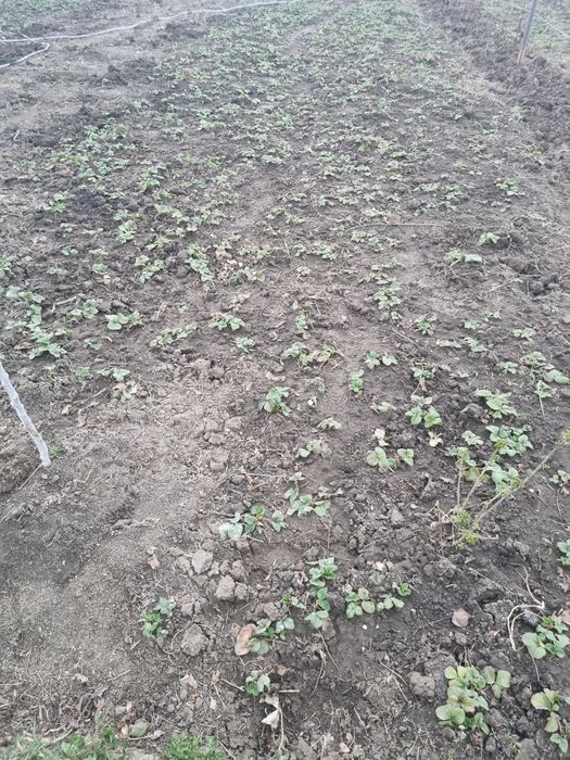 Vand stoloni de capsuni