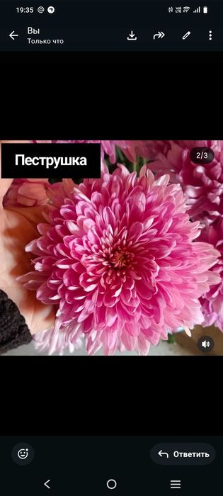 Сажанцы хризантемы