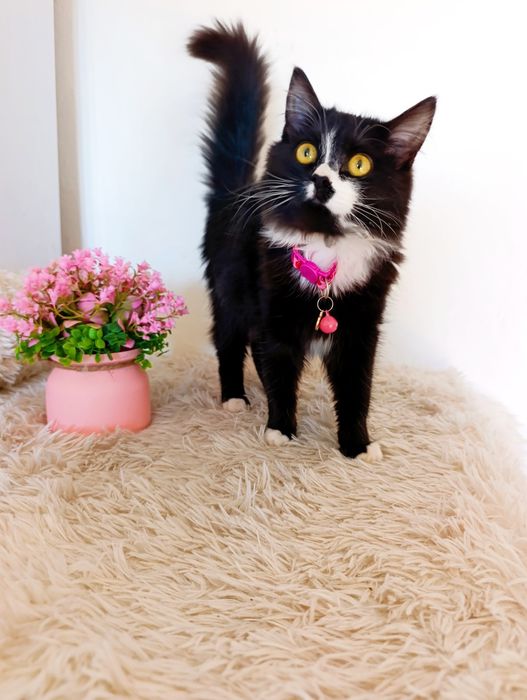 Котенок в добрые руки