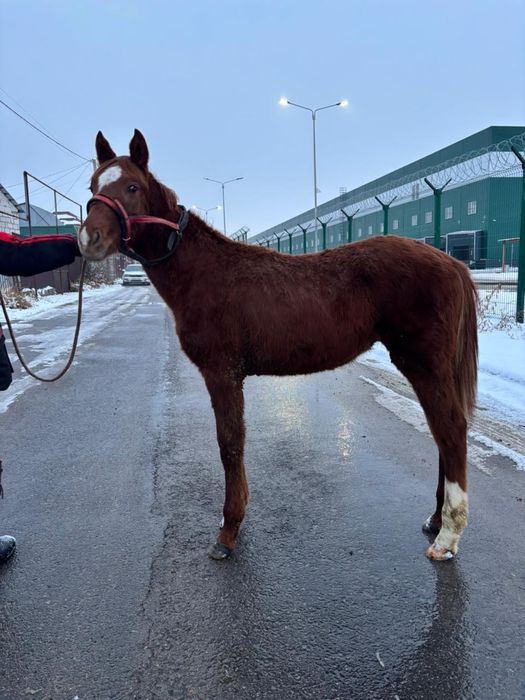 Жабагы тай жылкы тай