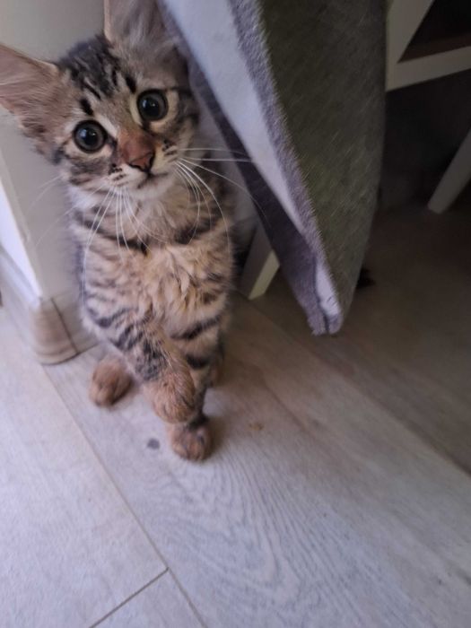Малко пухкаво коте