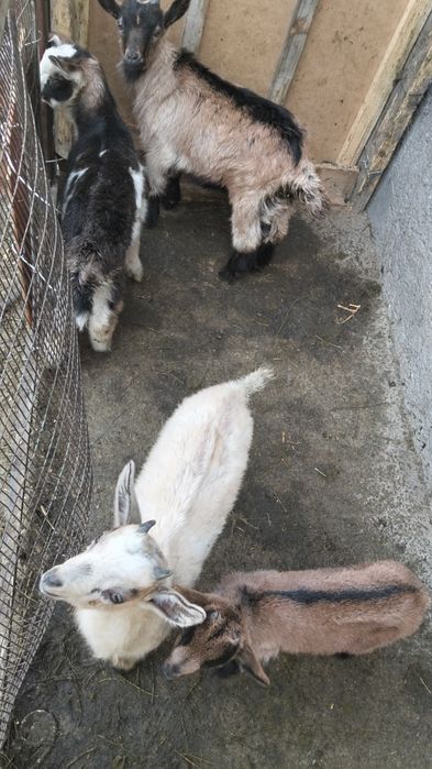 Козы, козлята и козлы