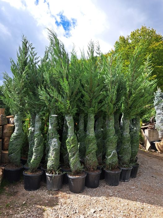 Tuia Leylandy,smarald columnaris.