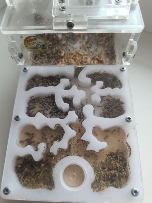 Продам муравьиную ферму