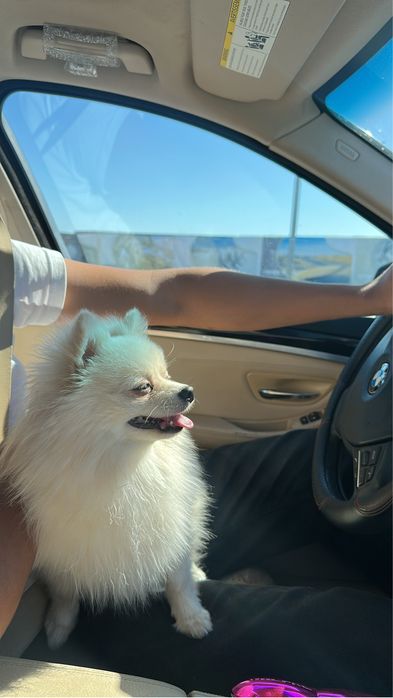 Померанский шпиц для вязки самец