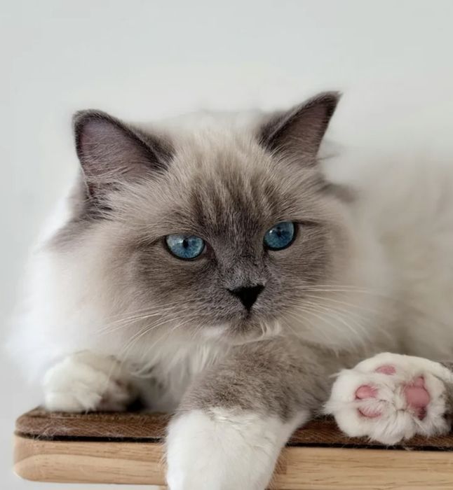 Передержка кошек