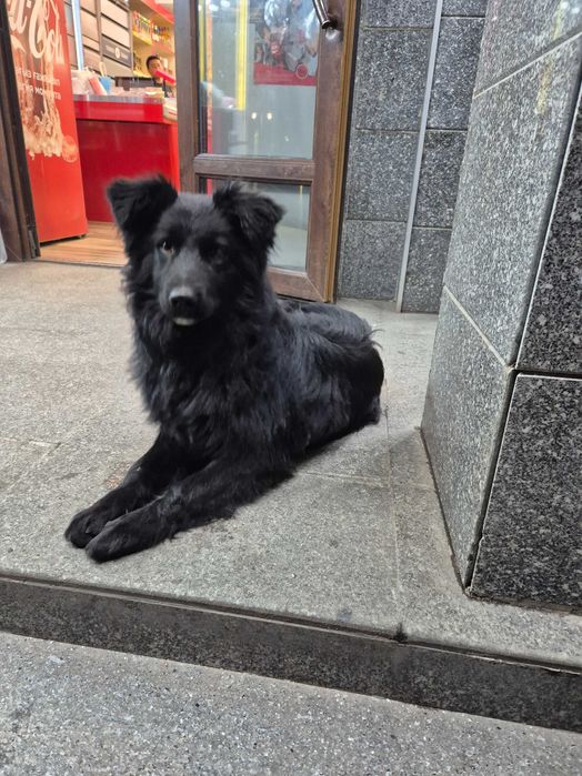 Найдена собака черная