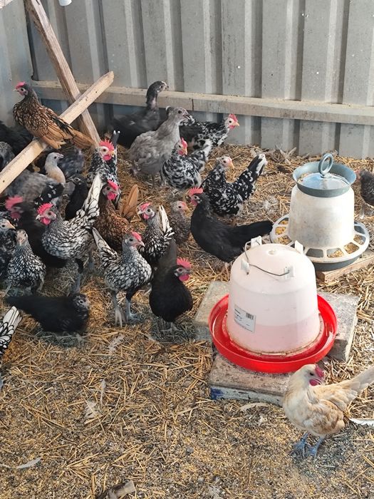 Chabo și cocosi de Australorp.