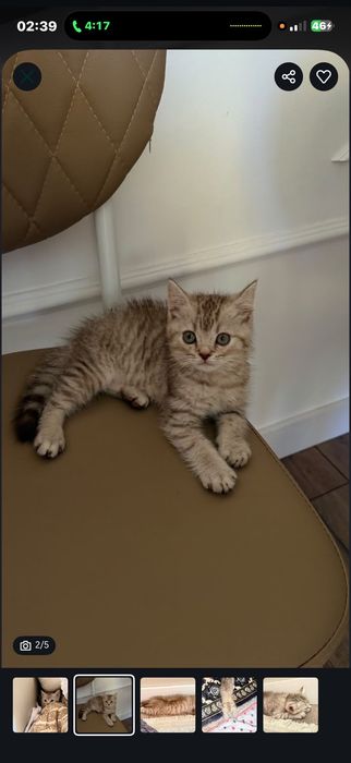 Кошка вислоухий.