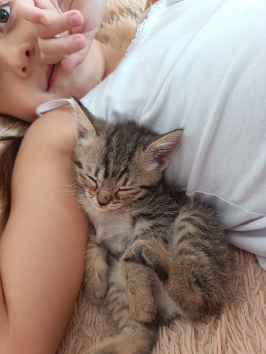 Кошечки ищут дом