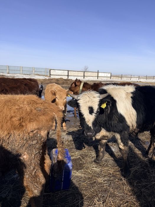 Продам бычков и телочек до года