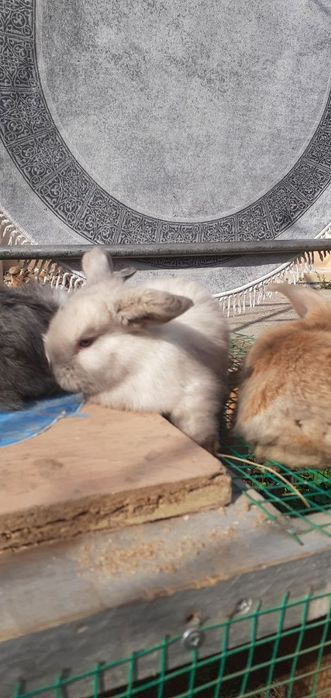 Карликовый баран